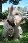 image of animal