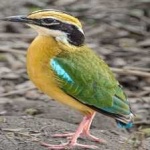 image of indian_pitta #34