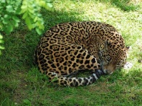 image of jaguar_car