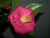 image of flower