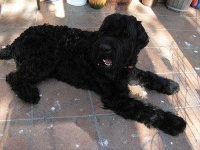 image of giant_schnauzer