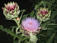 image of flower