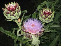 image of artichoke_flower #11