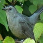 image of bird