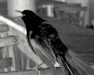 image of animal