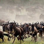 image of animal_migration