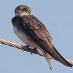 image of bird