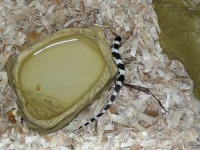 image of king_snake