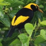 image of bird