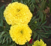 image of flower