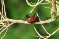 image of jacamar