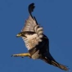 image of peregrine_falcon