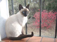 image of siamese #5