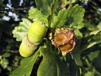 image of acorn