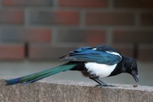 image of animal