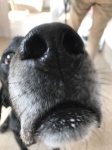 image of dog_nose