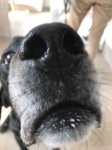 image of dog_nose #7