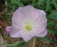 image of flower