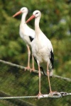 image of white_stork