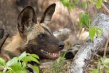 image of african_hunting_dog