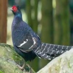 image of bird