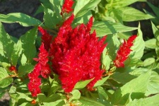 image of flower