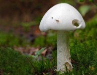 image of mushroom