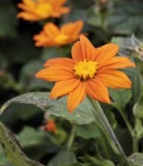 image of flower