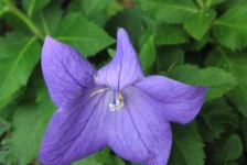 image of balloon_flower #17