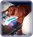 image of irish_setter #7