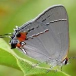image of animal