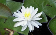 image of flower