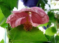 image of flower