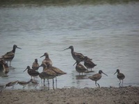 image of dowitcher