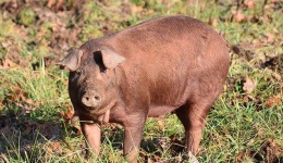 image of pig