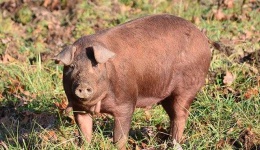 image of pig #18