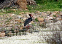 image of black_stork