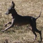 image of animal