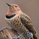image of bird