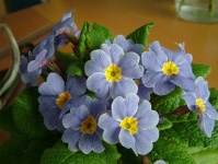 image of flower