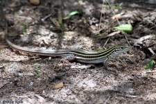 image of whiptail