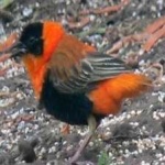 image of bird