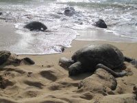 image of animal