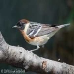 image of bird