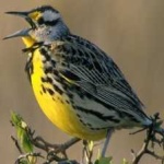 image of bird
