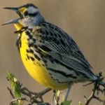 image of eastern_meadowlark #24