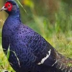 image of bird