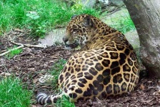 image of jaguar_car