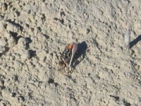 image of fiddler_crab #28