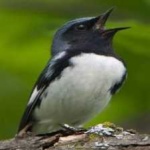 image of bird